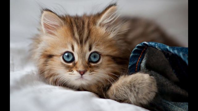 А ты милый мой кудряшка песня//ПОЛИНА-МАЛИНА РОБЛОКС//СИМБОЧКА смотреть онлайн