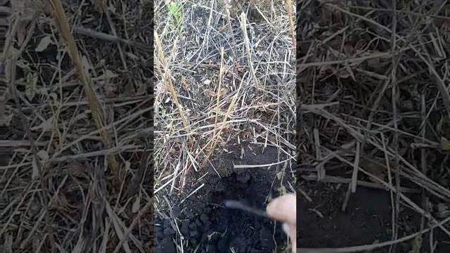 земля после щетинника мягче даже в засуху смотреть онлайн