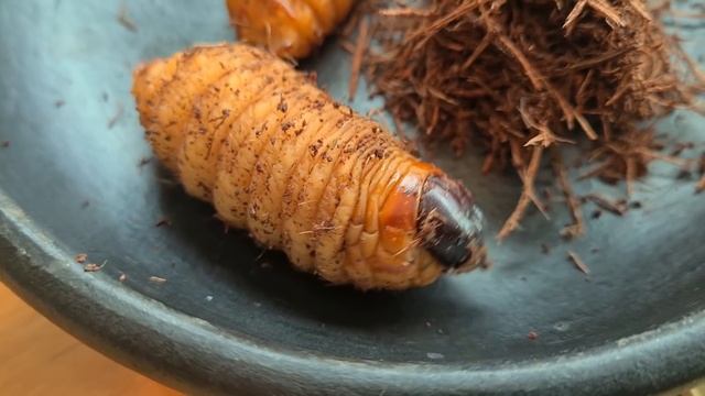 УЛИЧНАЯ ЕДА КОЛУМБИИ. Личинка, Чай из Коки, Любимая еда Эскобара. Обзор и Цены. Street food смотреть онлайн