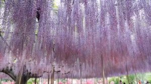 Парк цветов в Японии.