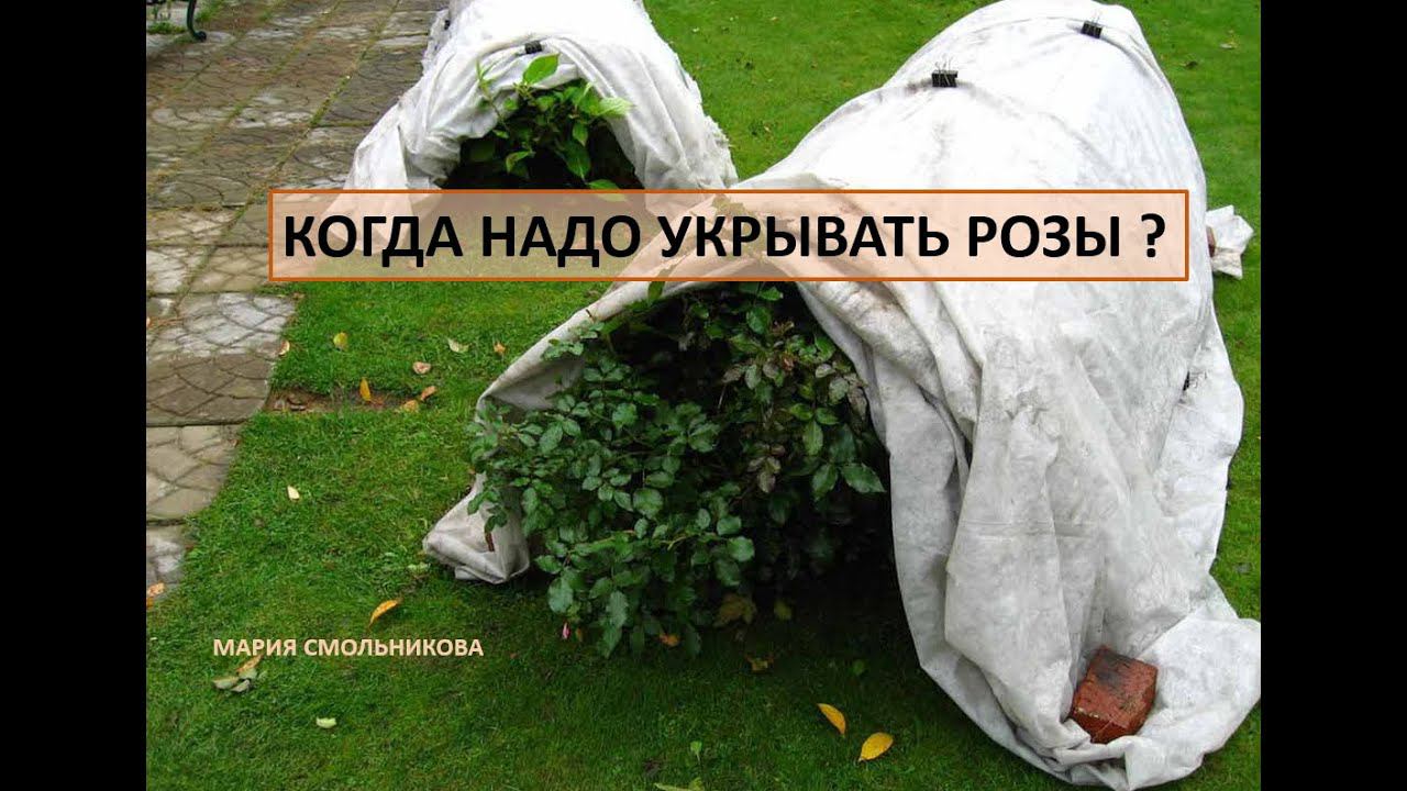 Когда надо укрывать розы ? смотреть онлайн