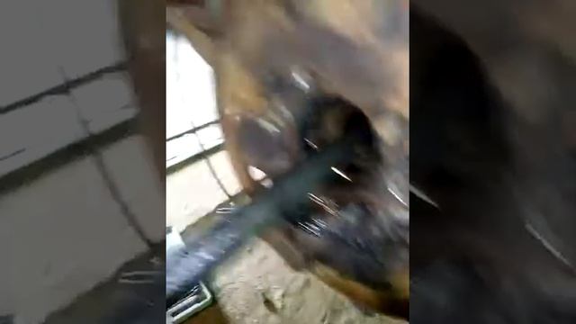 Сняли заднюю полуось на вис классика смотреть онлайн