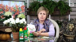 Новая звезда вазонов ? БИДЕНС или ЧЕРЕДА ФЕРУЛЕЛИСТНАЯ ? Обзор растения от hitsadTV