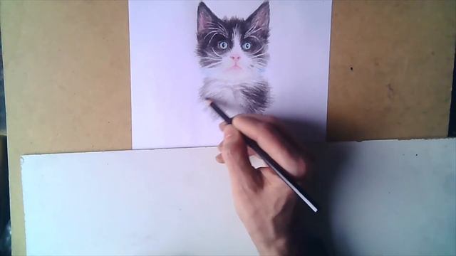 Как нарисовать котенка цветными карандашами смотреть онлайн