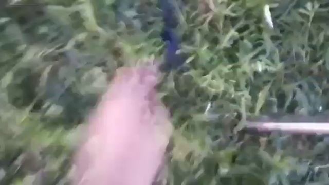 КАК СДЕЛАТЬ ПРОСТОЙ ЛУК ДОМА! смотреть онлайн