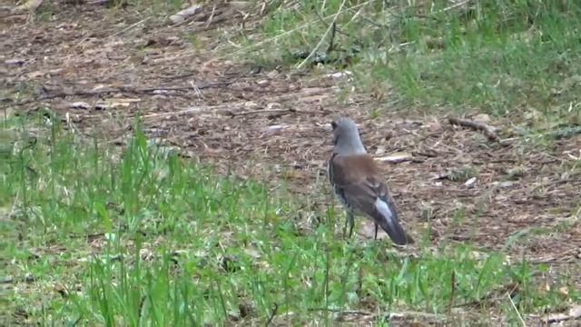 дрозд обыкновенный