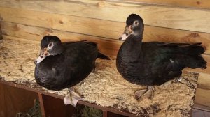 ДИКИЙ ТИП И АТИПИКО. Окрасы индоуток: часть 2. Окрасы мускусных утят.