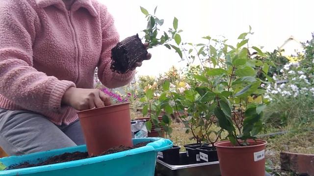 ❄️ЗИМНЯЯ ПЕРЕВАЛКА❄️ черенков метельчатых гортензий смотреть онлайн