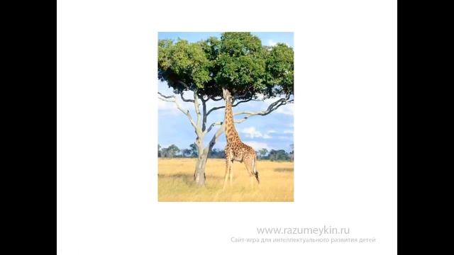 Самое высокое животное. Жираф смотреть онлайн