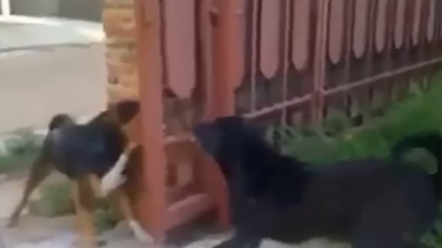 Animals Being Cowards for 8 Minutes Straight смотреть онлайн