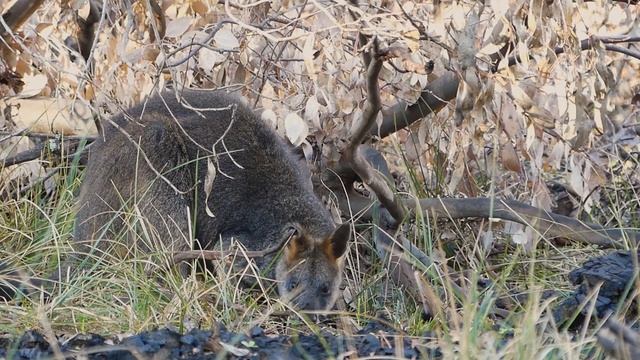 The Swamp Wallaby - Autumn Break смотреть онлайн