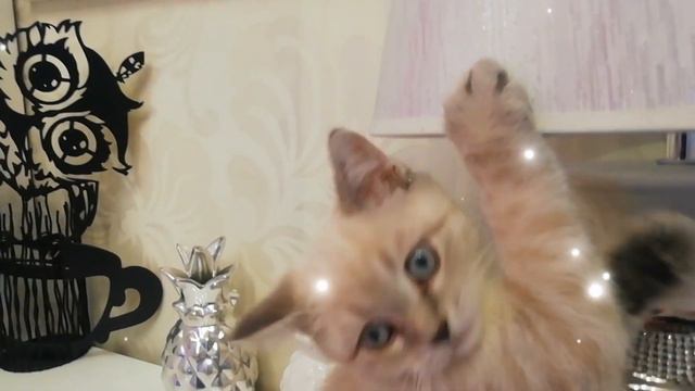 Где хочу, там и отдыхаю! 🐱😄 наши любимые котики. смотреть онлайн