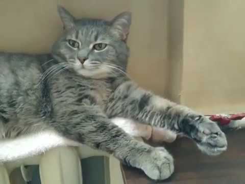 Котик еще с клыками :( смотреть онлайн