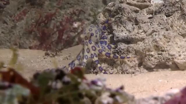 5 Самых ЯДОВИТЫХ животных в мире! Тайпан. Рыба фугу. Банановый паук и др! смотреть онлайн