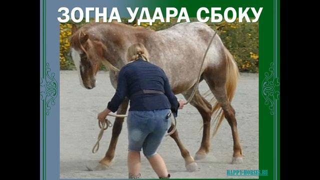 Часть2. Знакомство с лошадью. смотреть онлайн