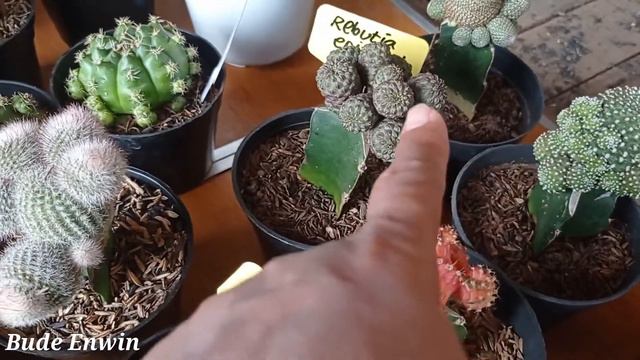 SALE KAKTUS & SANSIVIERA STOCK MELIMPAH HARGANYA MURAH KEBANGETAN. WA 0878 5559 8468. смотреть онлайн