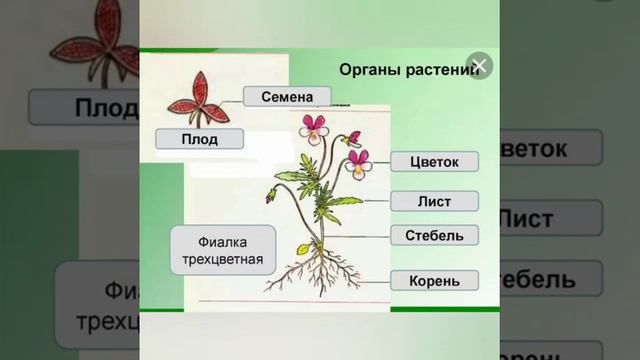 6-класстар үчүн биология предметинен видео сабак. Мугалим Абдазимова Зумрад. смотреть онлайн