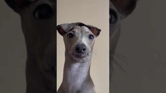 Funny 😄 greyhound 🤣 #dog #greyhound #petowner #italiangreyhound #cutedog #pet #dogclothes #petlove смотреть онлайн