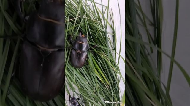 Самки жука оленя/ Deer beetle female смотреть онлайн