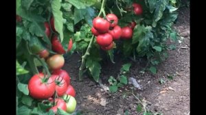 ЛУЧШИЕ ГИБРИДЫ ТОМАТОВ! Самый урожайный Томат Пинк Мани F1 (Pink Money F1)