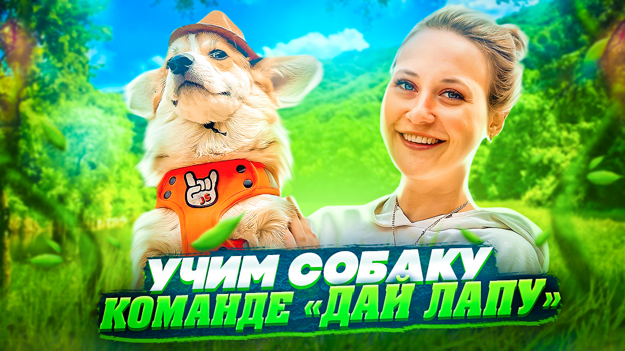 Дрессировка собаки: Команда «Дай лапу!» и «Дай пять!».
УЧИМ СОБАКУ ДАВАТЬ ЛАПУ смотреть онлайн