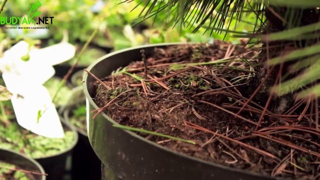 Випуск 39. Сосна білокора Compact Gem смотреть онлайн