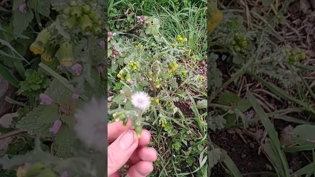 Крестовник обыкновенный смотреть онлайн
