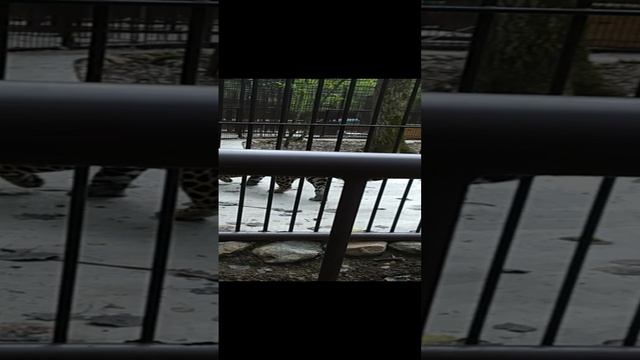 леопард смотрите!!! смотреть онлайн