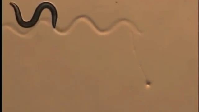 Зачем Бог создал два пола? смотреть онлайн