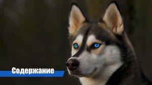 Сибирский хаски | Содержание, уход и воспитание