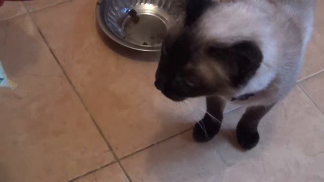 Siamese cat angrily demands to eat, Сиамская кошка Дина возмущенно требует кушать смотреть онлайн