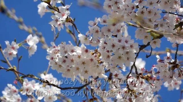 Самое доброе стихотворение. Вишня. Автор Михаил Исаковский смотреть онлайн
