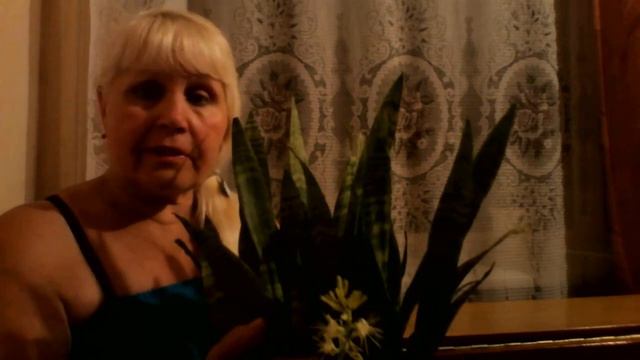 Цветок "Сансевьера" смотреть онлайн