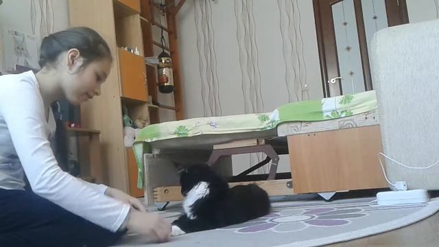 Дрессировка кошек||Как научить кошку команде ЛЕЖАТЬ| смотреть онлайн