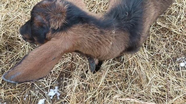 СУМАСШЕДШИЙ ДЕНЬ. прибавления, работа и ремонт машинки смотреть онлайн