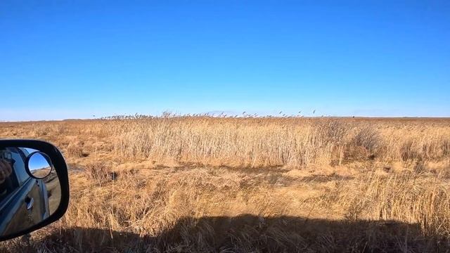 Охота на фазана 2023#Амурскаяобласть#Первый выезд с женой. смотреть онлайн