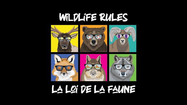 Banff National Park | Wildlife Rules: Put Your Food Away смотреть онлайн