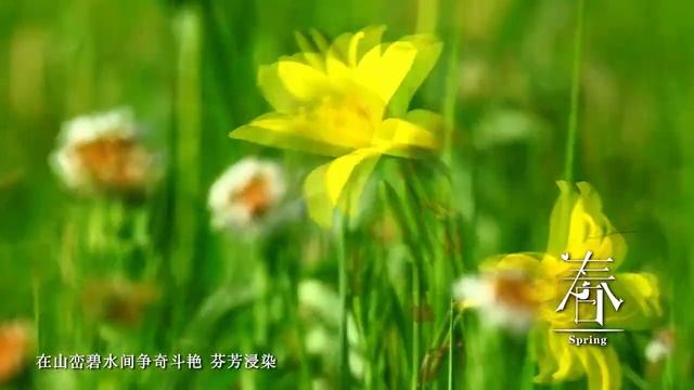 Inner Mongolia Autonomous Region Grassland Promotional Video内蒙草原宣传片