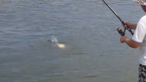 Рыбалка на Дону. Ловля белого амура.