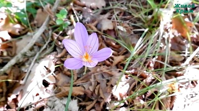 Осенние крокусы смотреть онлайн