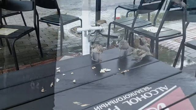 "В городе гроза" Инга Дмитриева-Гвоздь смотреть онлайн
