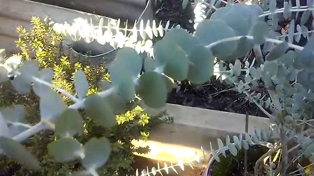 эвкалипт в дворовых условиях Беларусь. смотреть онлайн