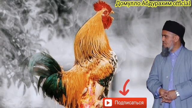 Домуло Абдурахим Ай Хандара Куштагмон Кисса Мург Ачоиб Бинед Рахмат Менуй смотреть онлайн