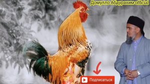 Домуло Абдурахим Ай Хандара Куштагмон Кисса Мург Ачоиб Бинед Рахмат Менуй