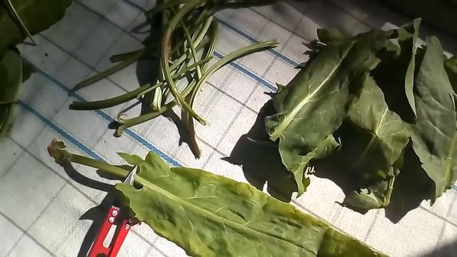 Добрые советы/Консервация/ Заготовка щавеля смотреть онлайн