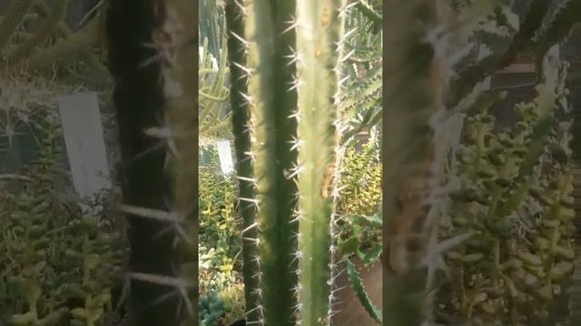 Garden смотреть онлайн