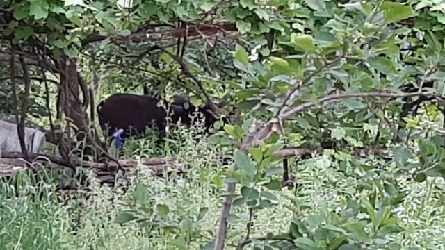 Дикикие кабаны пришли в гости на дачу смотреть онлайн