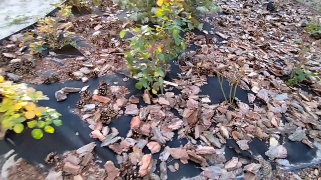 Сосновая кора на клубе с розами ландшафтный дизайн смотреть онлайн