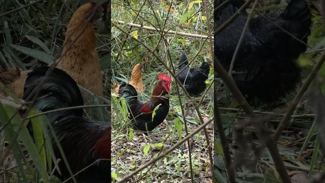 Which chicken is your favorite? смотреть онлайн