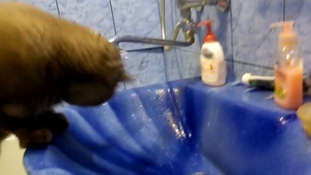 РЖАКА СУШНЯК КИСЯ ВОДА ПЬЕТ СМЕШНЫЕ КОТЫ И КОШКИ 2017 ПРИКОЛЫ С КОТАМИ И КОШКАМИ - смотреть онлайн